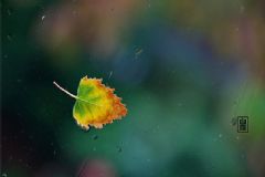 白露養(yǎng)生吃什么好？白露解氣養(yǎng)生食譜[圖]