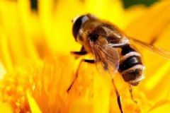 被蜜蜂蟄了怎么處理傷口？ 蜜蜂蟄了怎么辦？[圖]