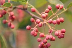 用花椒水泡腳要注意什么？花椒水泡腳的禁忌[圖]