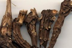 草烏有哪些禁忌？草烏的功效與作用有哪些？[圖]