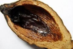 檳榔怎么吃？檳榔的食用方法是怎樣的？[圖]