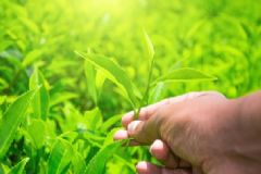 月經(jīng)期間能喝綠茶嗎？月經(jīng)期間可以喝綠茶嗎？[多圖]