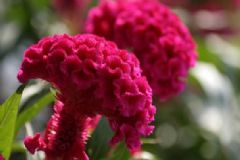 雞冠花有什么禁忌？雞冠花有什么作用？[圖]