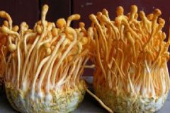 蟲草花怎么吃？蟲草花的吃法[圖]
