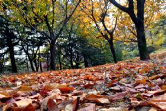 秋季養(yǎng)生茶有什么？秋季養(yǎng)生茶有哪些？[圖]