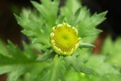 驅(qū)蚊植物對人體有害嗎？驅(qū)蚊植物有哪些？[圖]