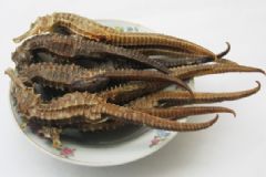 海馬有什么功效？海馬的功效與作用有哪些？[圖]