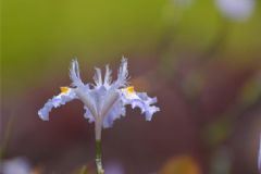 吃蜂膠降血糖嗎？蜂膠能降血糖嗎？[圖]