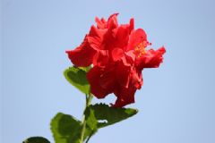 喝藏紅花會(huì)流產(chǎn)嗎？喝藏紅花會(huì)不會(huì)流產(chǎn)？[圖]