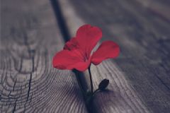 喝藏紅花會導致不孕嗎？喝藏紅花影響懷孕嗎？[圖]