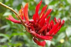喝藏紅花有什么好處？喝藏紅花的好處？[圖]