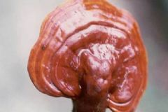 靈芝是熱性還是涼性？靈芝是熱性的嗎？[圖]