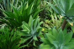 新房放什么植物去甲醛？室內(nèi)養(yǎng)什么植物除甲醛？[圖]