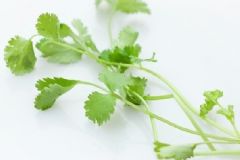 香菜煮水可以退燒嗎？香菜煮水有退燒的作用嗎？[圖]