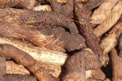 肉蓯蓉怎么吃效果最好？肉蓯蓉的食用方法[圖]