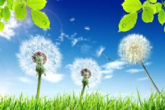蒲公英怎么吃效果最好？蒲公英的食用方法[圖]