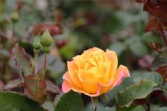 被蜱蟲(chóng)咬了會(huì)死嗎？被蜱蟲(chóng)咬了會(huì)怎樣？[圖]