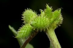 蒼耳子怎么吃才沒有毒？蒼耳子使用方法[圖]