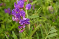 鳳仙花怎么治?。盔P仙花有哪些治病方法？[圖]