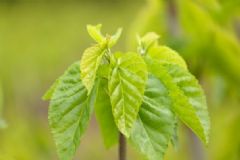桑葉泡腳有什么好處？桑葉泡腳的好處有哪些？[圖]