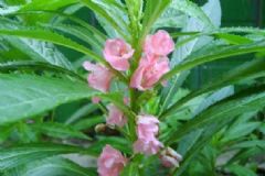 鳳仙花怎么泡腳？鳳仙花泡腳有什么作用？[圖]
