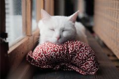 午睡最佳時(shí)間是多久？午睡最佳時(shí)間幾點(diǎn)開始？[圖]