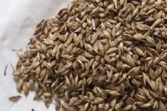 炒麥芽有什么作用？炒麥芽的功效與作用及禁忌[圖]