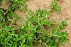 鵝不食草是什么？鵝不食草有什么功效作用？[圖]