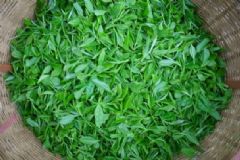 生茶和熟茶哪個好？生茶和熟茶的區(qū)別[圖]