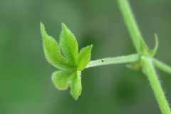 葎草是什么？葎草怎么治??？[圖]