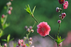 什么花對(duì)孕婦不好？哪些花對(duì)孕婦有害處？[多圖]