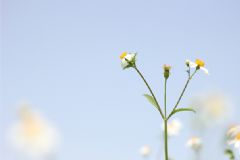 發(fā)燒喝茶好嗎？發(fā)燒可以喝茶嗎？[圖]