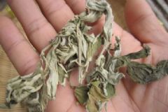 口腔潰瘍用艾葉泡腳能好嗎？艾葉泡腳能治口腔潰瘍嗎？[多圖]