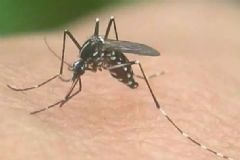 防蚊的工具有哪些？被蚊子咬了怎么止癢？[圖]
