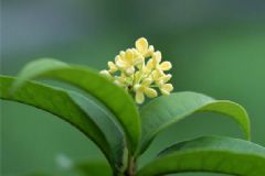 自汗是什么原因引起的??？自汗是陰虛還是陽虛？[圖]