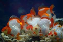老年人養(yǎng)金魚好不好？老年人養(yǎng)金魚的好處有哪些？[多圖]