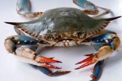海蟹死了可以吃嗎？海蟹怎么保存？[多圖]