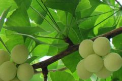 白果什么時(shí)候成熟？白果什么時(shí)候采摘？[多圖]