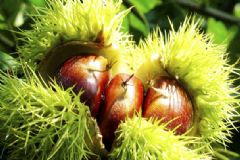 膽結(jié)石能吃栗子嗎？膽結(jié)石患者吃板栗好嗎？[多圖]