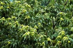 板栗樹什么時(shí)候開花？板栗樹的花期是什么時(shí)候？[多圖]
