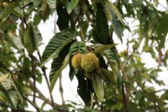 板栗樹種植幾年結(jié)果子？板栗樹需要嫁接嗎？[多圖]