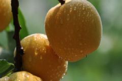 杏子是不是李子？怎么區(qū)分杏子和李子？[多圖]