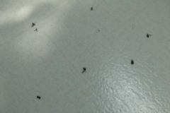 小飛蟲怎么消滅？小飛蟲怎么生出來的？[多圖]