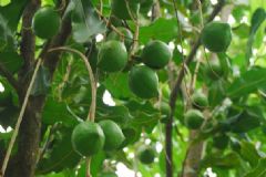 夏威夷果長在什么樹上？夏威夷果樹生長環(huán)境是怎樣的？[多圖]