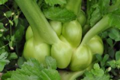 榨菜是什么菜做的？榨菜是用什么做的？[多圖]