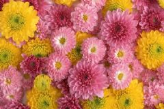 陳皮和菊花泡茶可以嗎？陳皮菊花泡水喝的功效[多圖]