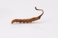 冬蟲夏草是蟲還是草？冬蟲夏草怎么生長(zhǎng)的？[多圖]
