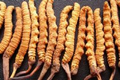 冬蟲(chóng)夏草有哪幾種？分別有什么特征？[多圖]