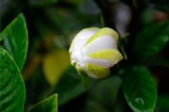 臥室可以放梔子花嗎？臥室放梔子花好嗎？[多圖]
