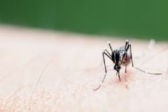 蚊子怎么刺破皮膚的？蚊子吸血過程原理[多圖]